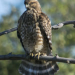 Red-Shouldered Hawk, Juvenile