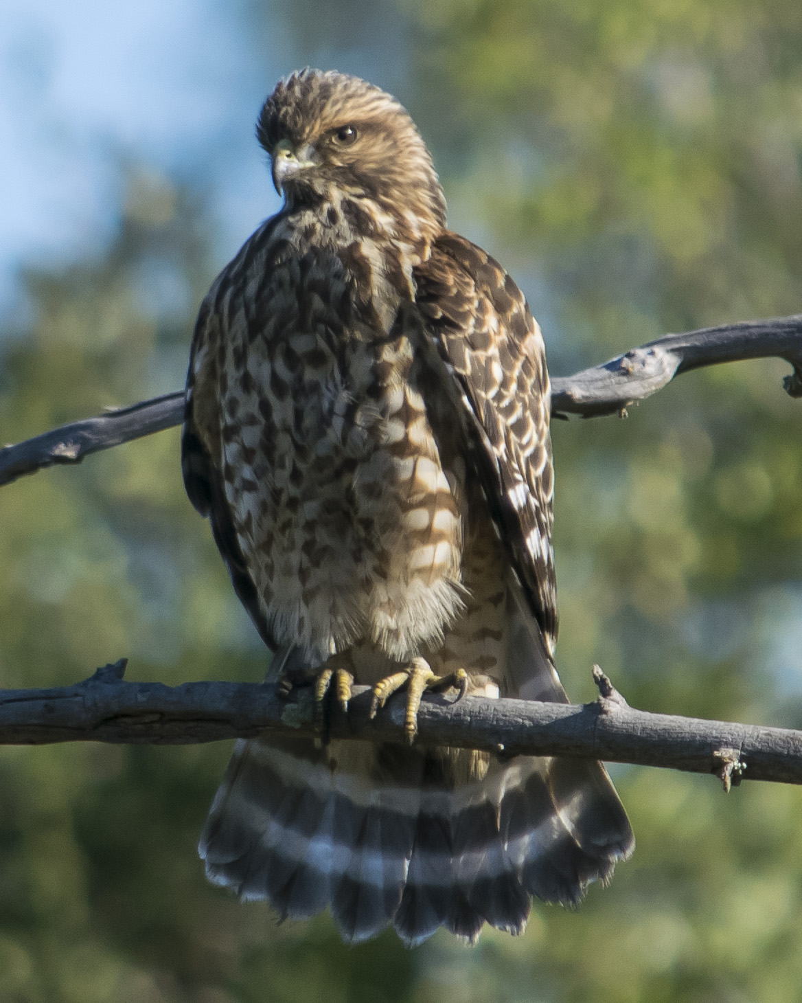 Red-Shouldered Hawk, Juvenile
